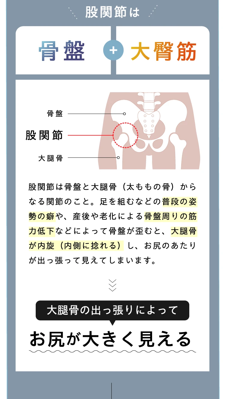 また関節は骨盤＋大臀筋　大腿骨の出っ張りによってお尻が大きく見える