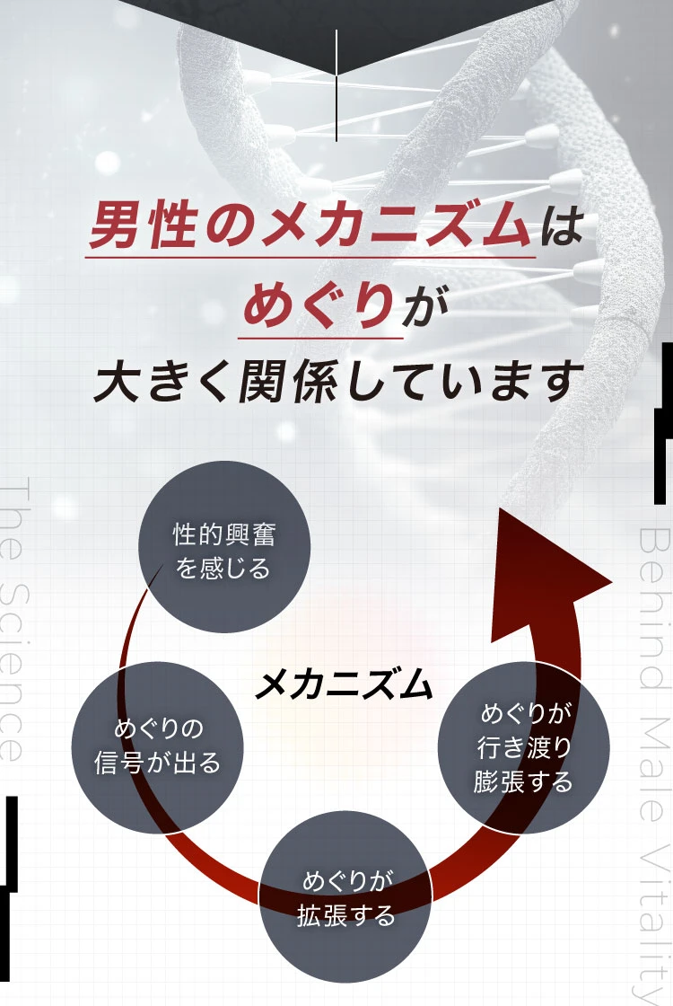 男性のメカニズムはめぐりが大きく関係しています