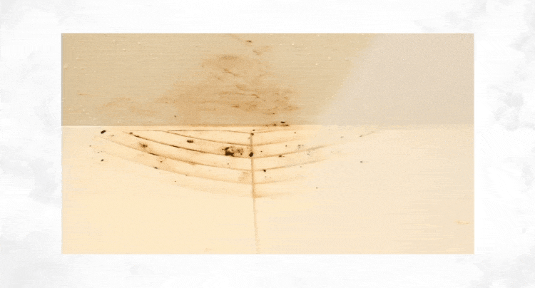 Mee colorのこだわり 品質へのこだわり。髪を知り尽くした老舗メーカーが開発