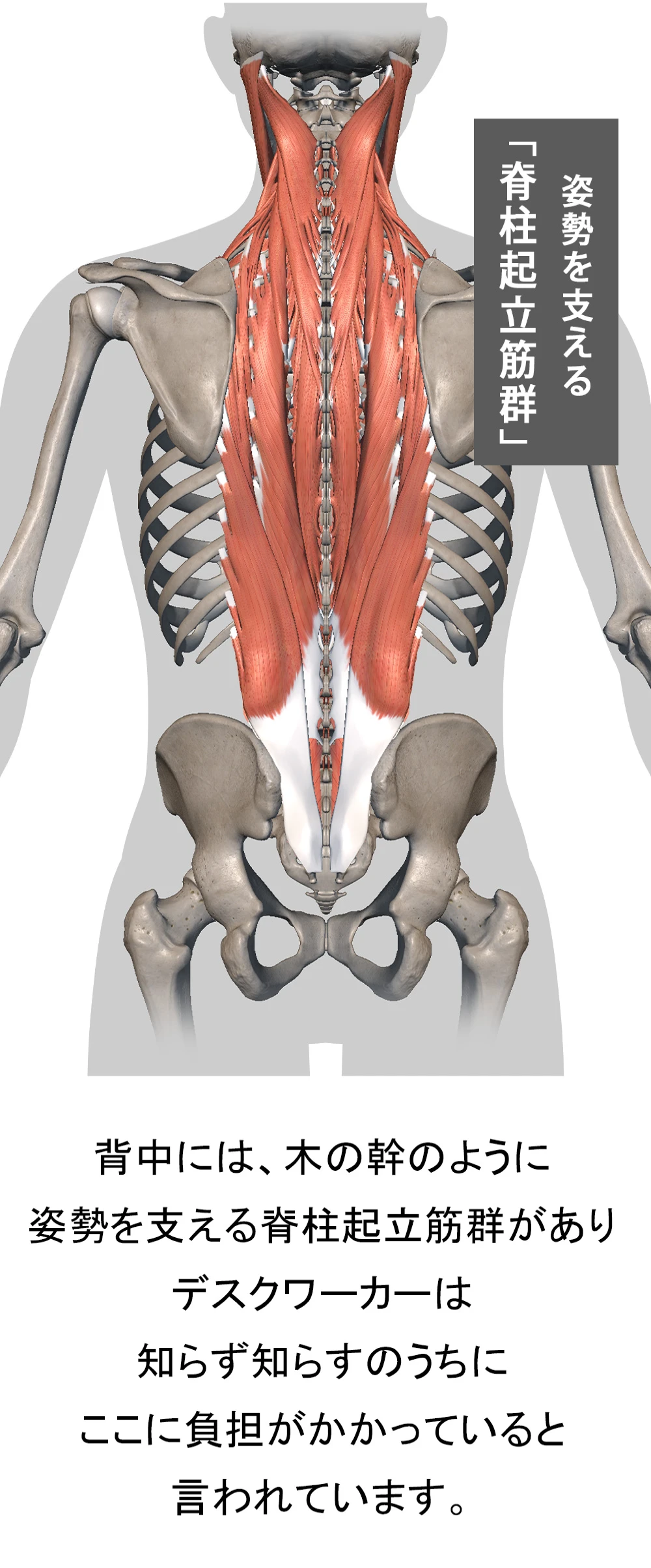姿勢を支える脊柱起立筋群