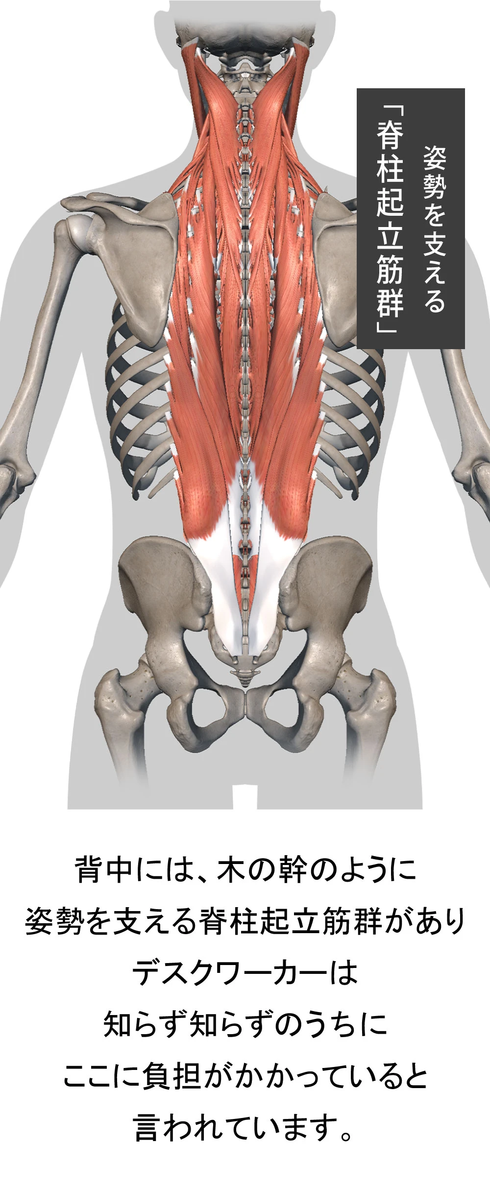 姿勢を支える脊柱起立筋群