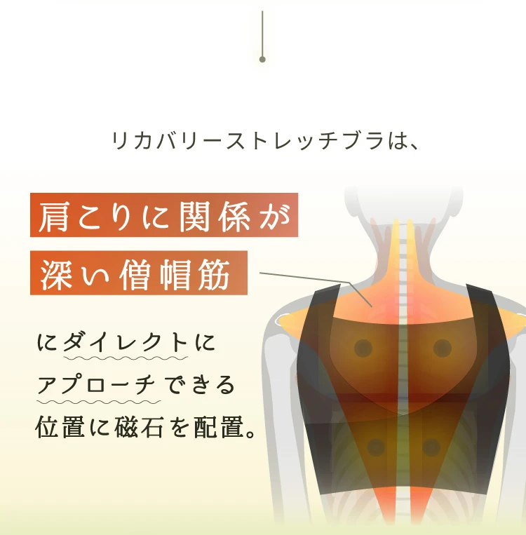 肩こりに関係が深い僧帽筋