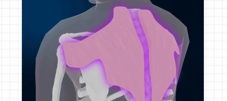 肩甲骨が開く イメージgif