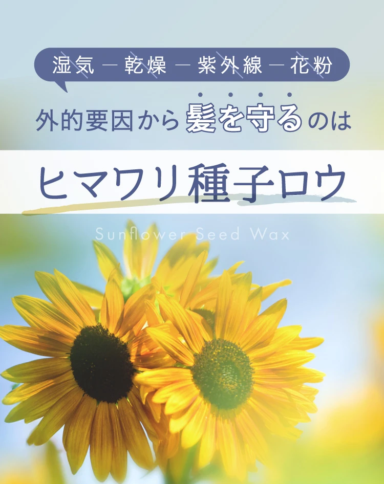 髪を守るのはヒマワリ種子ロウ