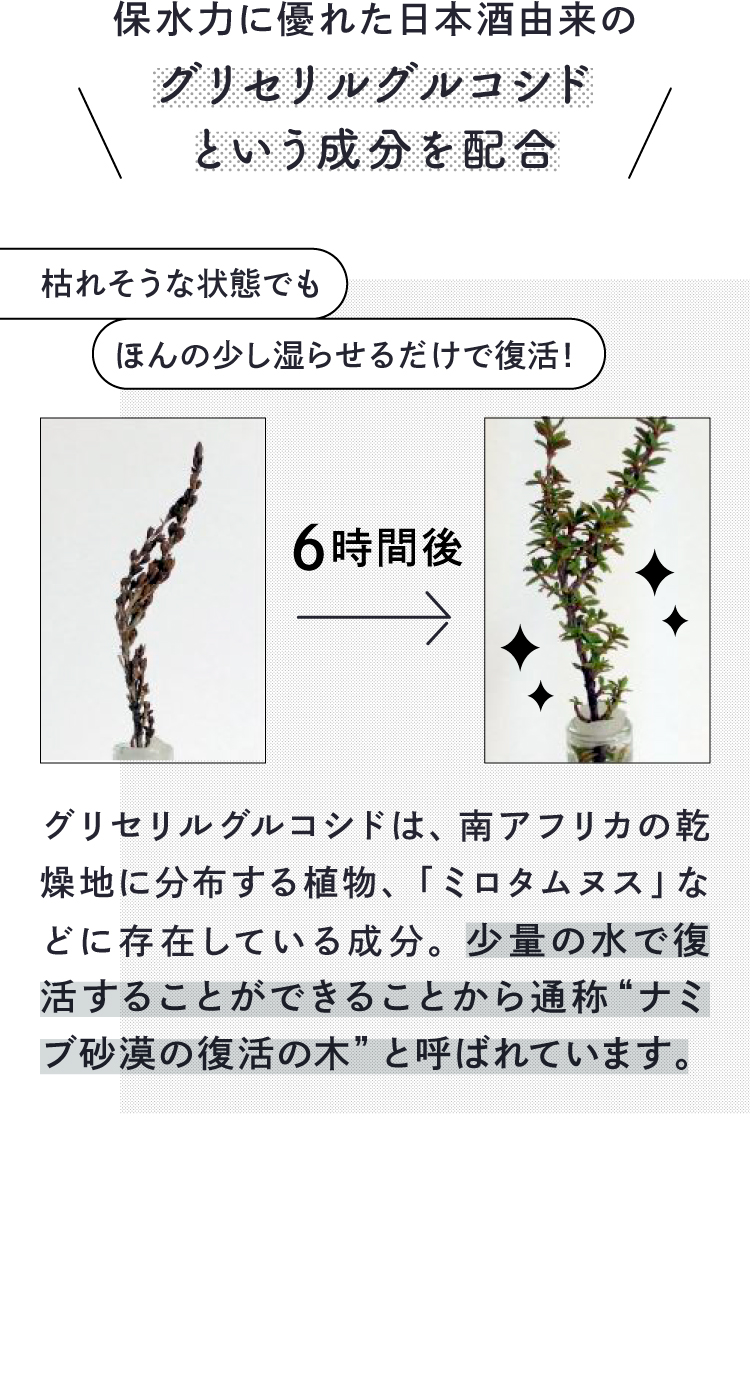 日本酒由来の「グリセリルグルコシド」という保水成分を配合。「グリセリルグルコシド」とは南アフリカの乾燥地帯に分布する植物「ミロタムヌス」などに含まれる成分。「ミロタムヌス」は少量の水で復活できることから通称“ナミブ砂漠の復活の木”と呼ばれています。-枯れそうなミロタムヌスを少し湿らせ、6時間後には復活している図